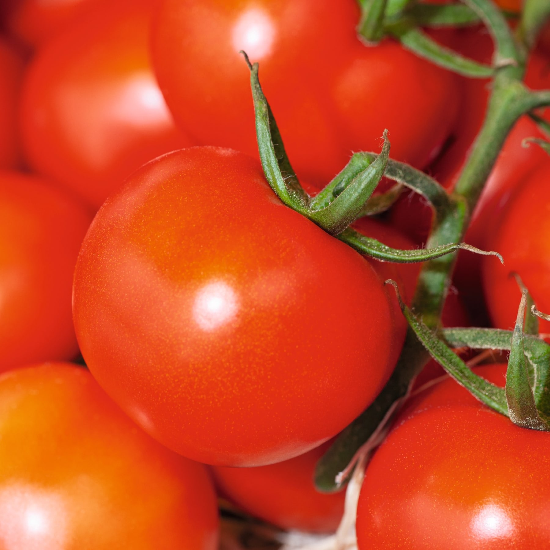 Leuchtend rote Tomaten mit grünen Stielen und Blättern vor einem unscharfen Hintergrund.