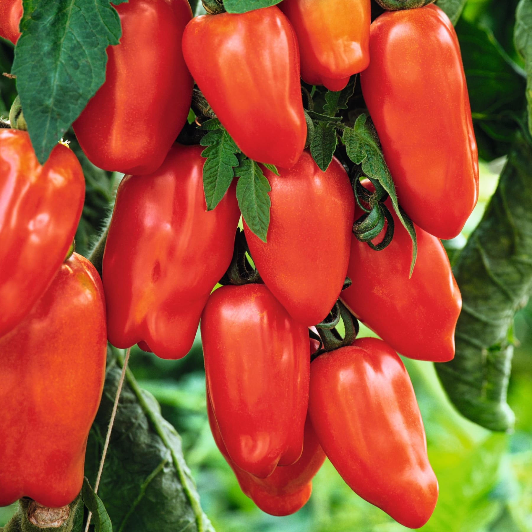 Leuchtend rote Paprika hängen an üppigen grünen Blättern in einer Gartenumgebung.