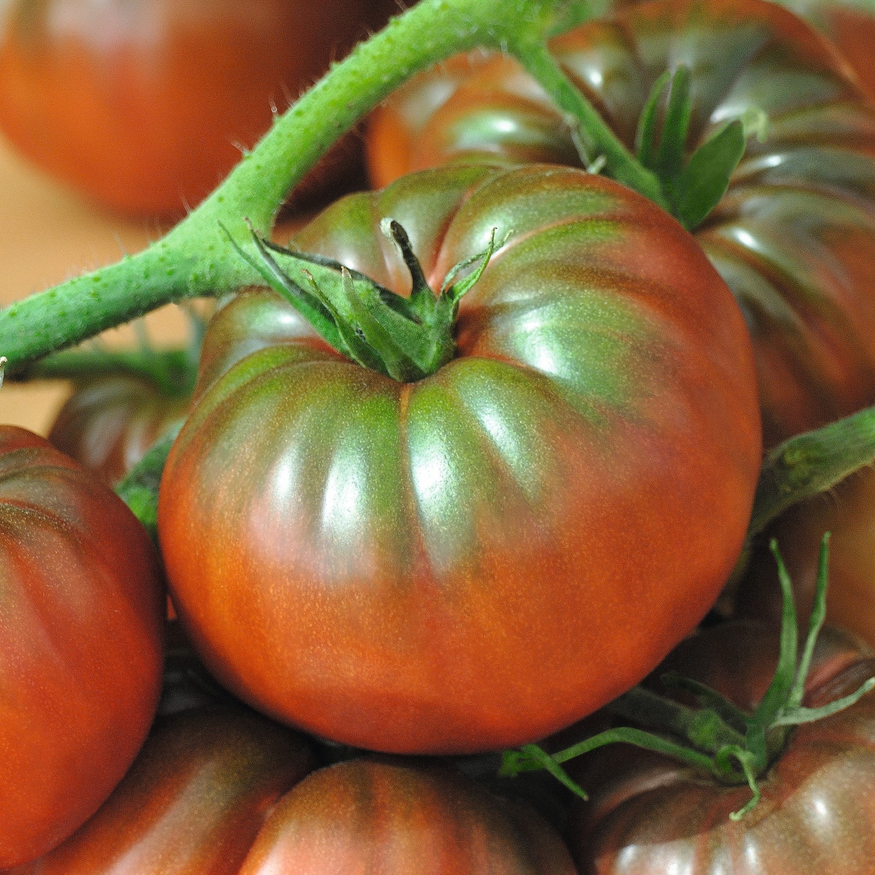 Das Bild zeigt mehrere reife, tiefrote Tomaten, die an der Rebe wachsen und von grünen Blättern und Stielen umgeben sind.