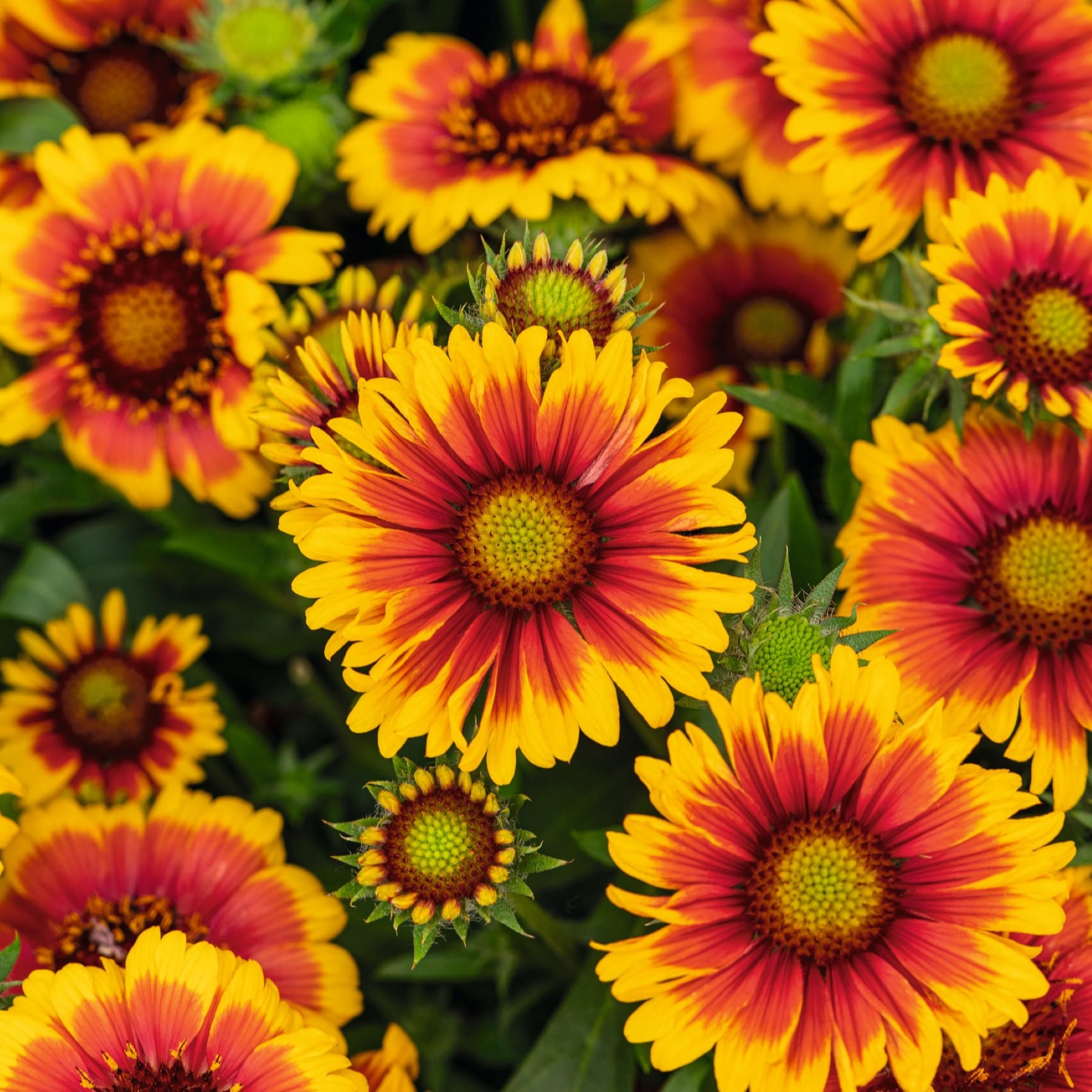 Leuchtend gelbe und rote Sonnenblumen füllen den Rahmen, ihre Blütenblätter strahlen vor einem üppigen, grünen Hintergrund nach außen.