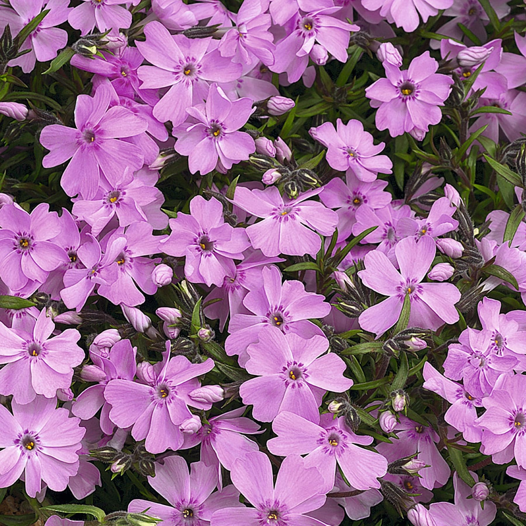 Ein üppiger, lebendiger Teppich aus zarten, lavendelfarbenen Blumen füllt den Rahmen, deren Blütenblätter von der Mitte aus nach außen strahlen und ein optisch beeindruckendes und harmonisches Bild ergeben.