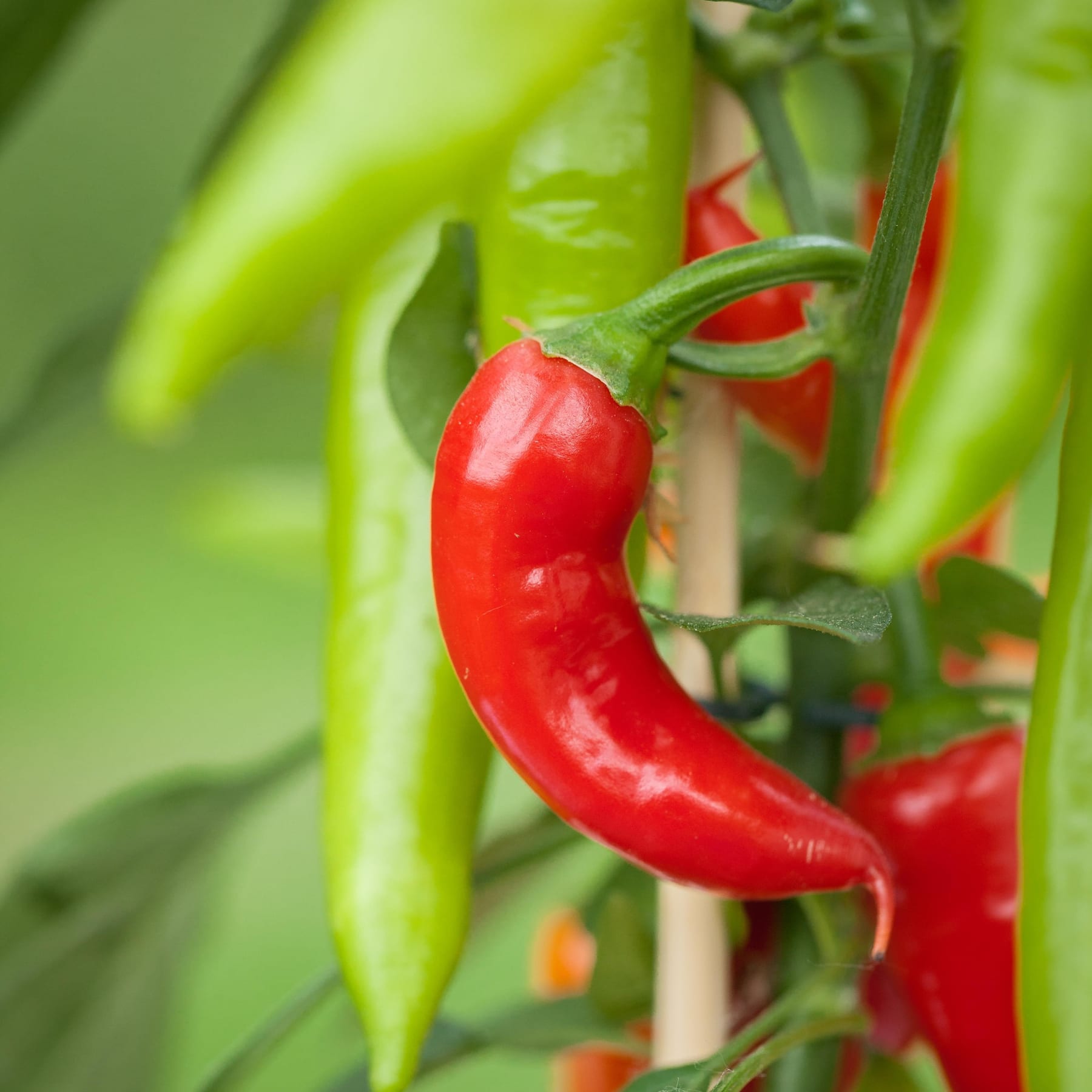 Eine leuchtend rote Chilischote hängt an einer grünen Pflanze vor einem verschwommenen, üppig grünen Hintergrund.