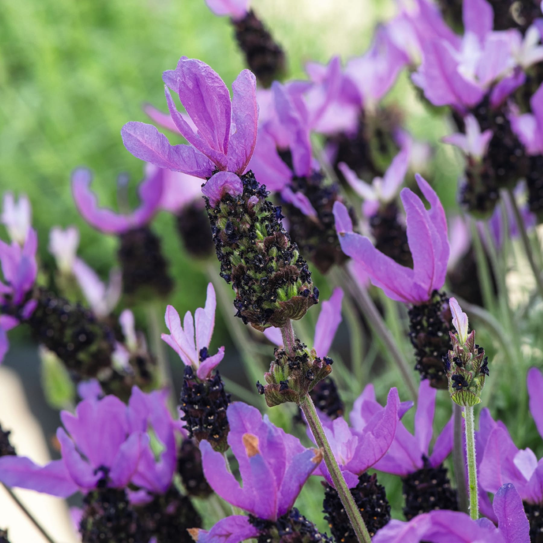 Kräftig violette Blüten mit dunkler Mitte blühen vor einem üppigen, grünen Hintergrund.