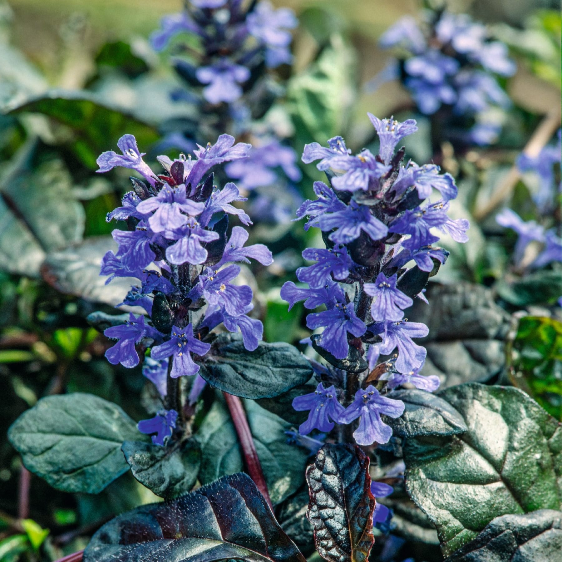 Leuchtend violette Blüten mit grünen Blättern im Vordergrund, umgeben von einem üppigen, natürlichen Hintergrund.