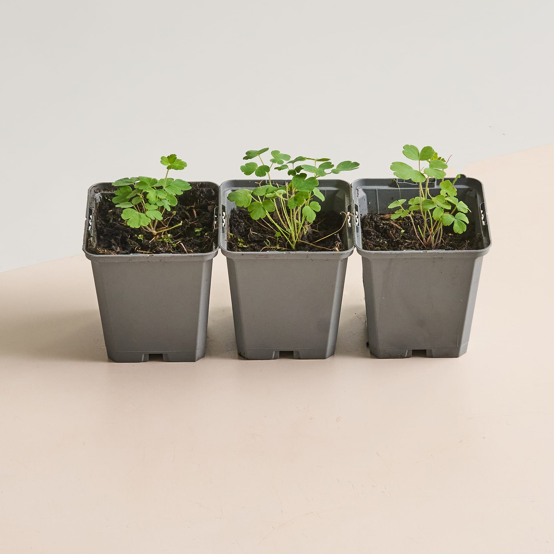 Drei kleine Topfpflanzen mit grünen Blättern und Stängeln, die auf einer hellen Oberfläche stehen.