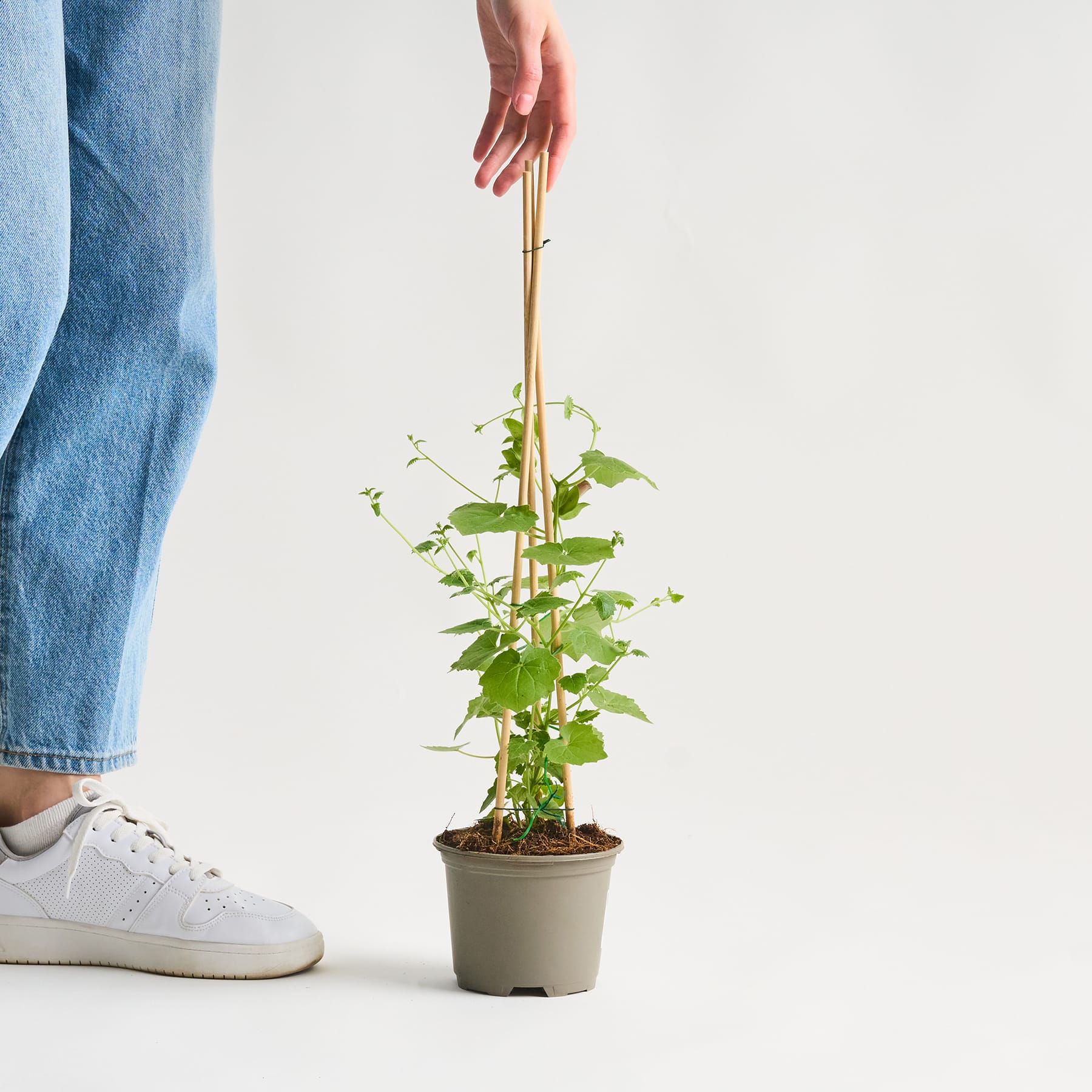 Eine Hand hält sanft eine kleine Topfpflanze mit grünen Blättern vor einem schlichten weißen Hintergrund. Im Vordergrund sind die Beine und Füße einer Person zu sehen, die Freizeitkleidung und Turnschuhe trägt.