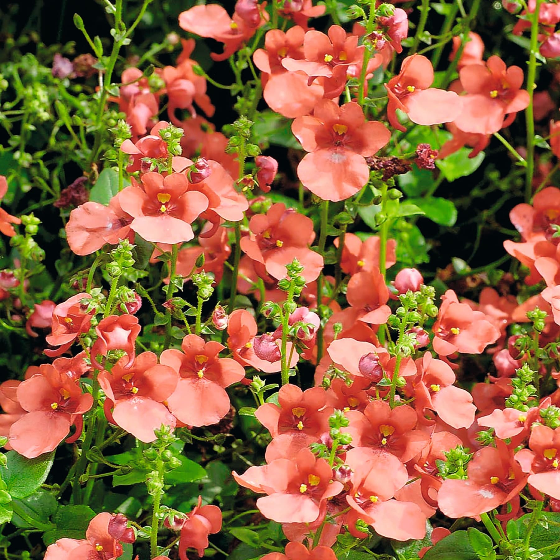 Kräftige korallenfarbene Blumen mit zarten Blütenblättern blühen inmitten üppiger grüner Blätter und schaffen eine optisch beeindruckende und harmonische Naturszene.
