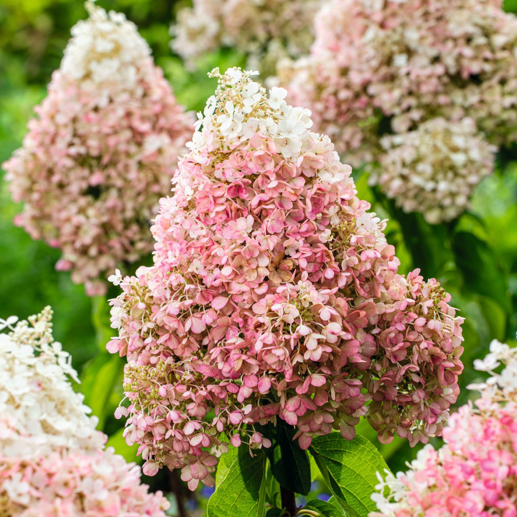 Das Bild zeigt eine leuchtende Pracht rosa und weißer Hortensienblüten vor einem üppigen grünen Hintergrund, wodurch eine optisch beeindruckende und heitere Szene entsteht.