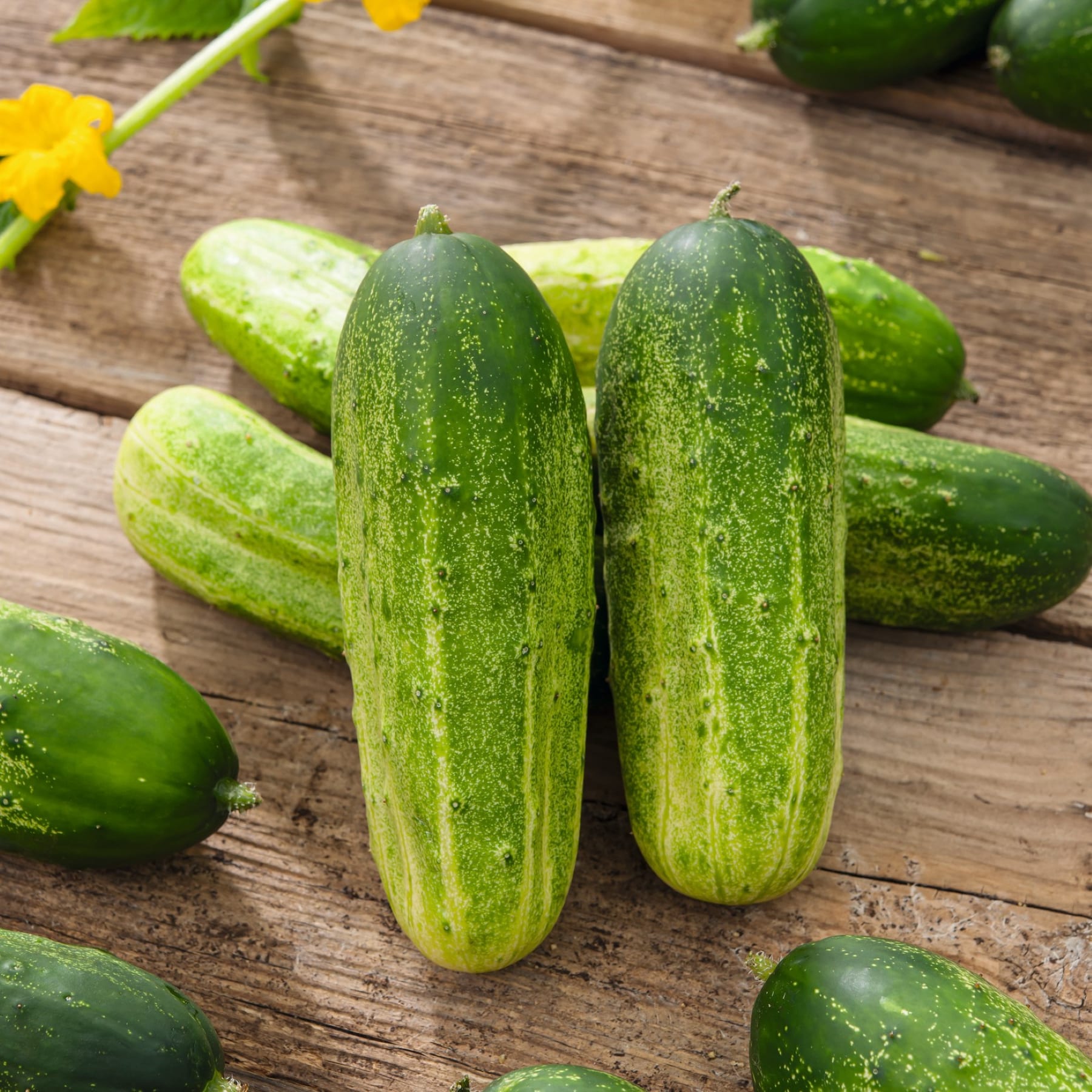 Eine frische, grüne Gurke hängt an einer Rebe inmitten üppigen, leuchtenden Laubs und einer verschwommenen gelben Blume im Hintergrund.