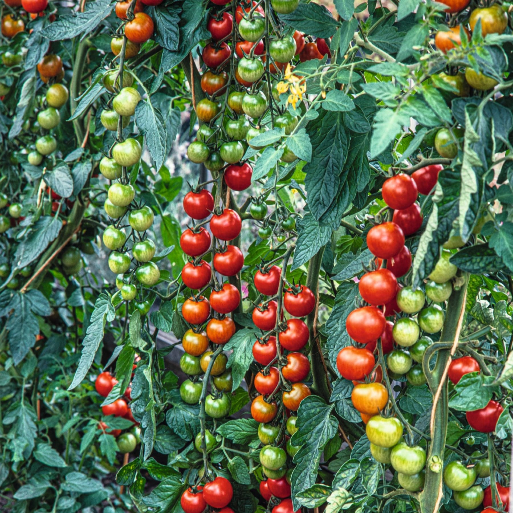 Das Bild zeigt einen üppigen, grünen Garten voller Trauben leuchtend reifer Tomaten in verschiedenen Reifestadien, von leuchtendem Rot bis Grün, eingebettet zwischen dem üppigen Laub der Pflanze.