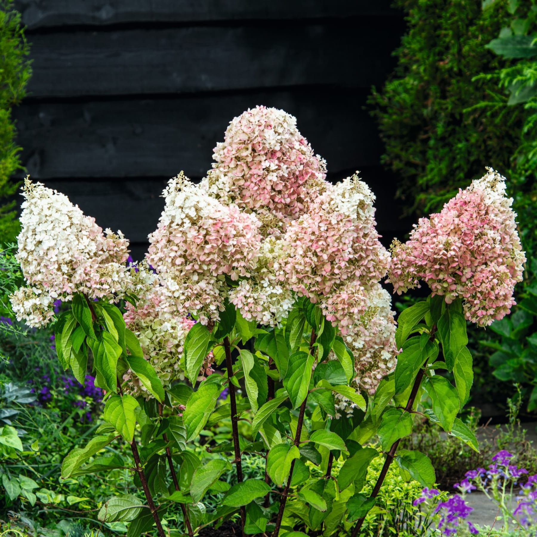 Das Bild zeigt eine Gruppe leuchtend rosa und weißer Hortensienblüten, die inmitten üppiger grüner Blätter vor einem dunklen Holzhintergrund blühen.