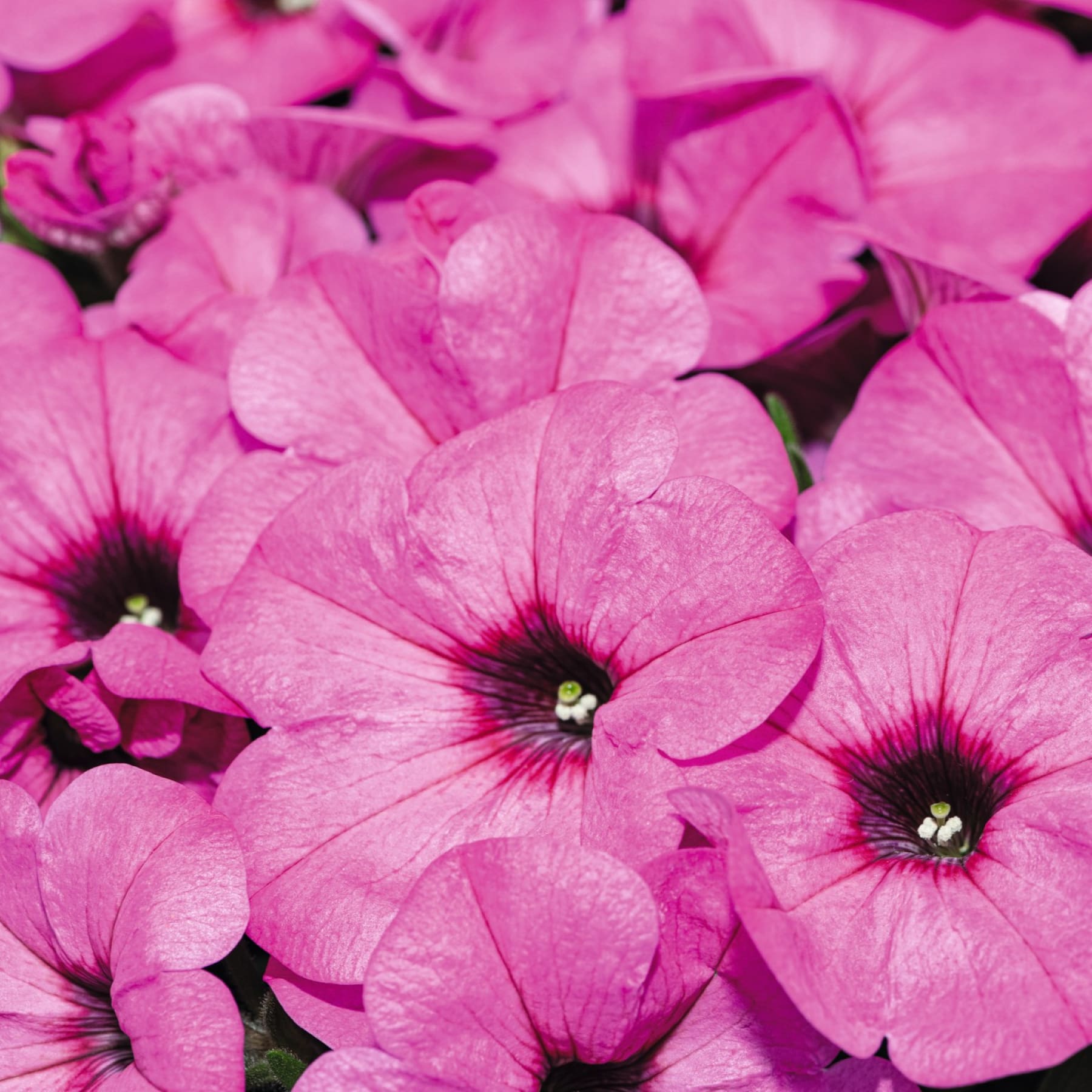 Eine leuchtende Pracht rosa Petunien, deren zarte Blüten den Rahmen mit einer üppigen, samtigen Textur füllen.