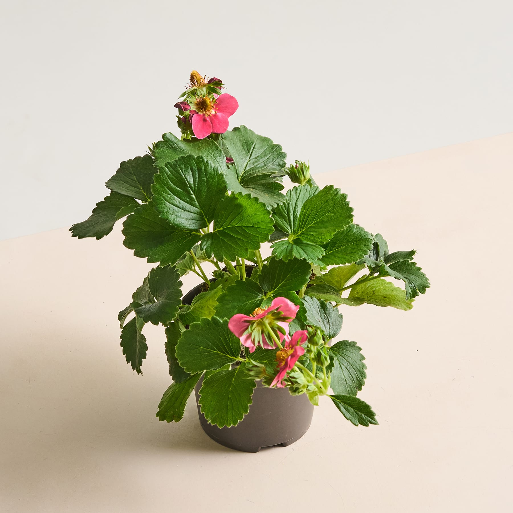 Eine Topfpflanze mit leuchtend rosa Blüten und üppigen grünen Blättern steht vor einem schlichten, hellen Hintergrund.