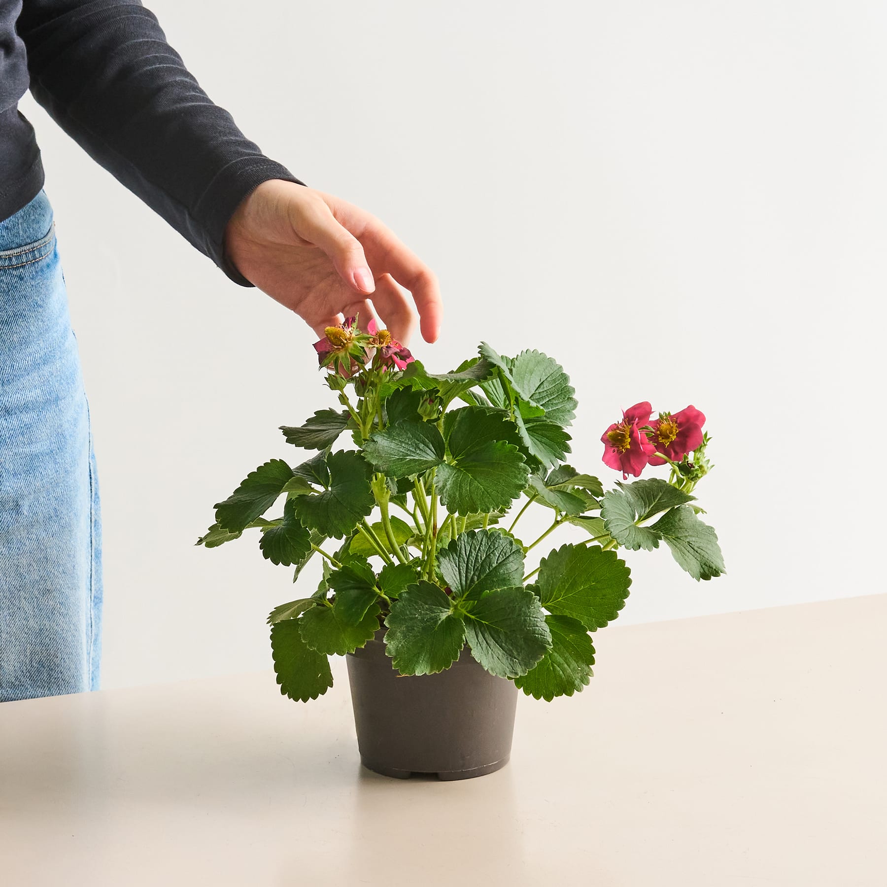 Eine Hand berührt sanft eine Topfpflanze mit leuchtend grünen Blättern und rosa Blüten vor einem schlichten weißen Hintergrund.