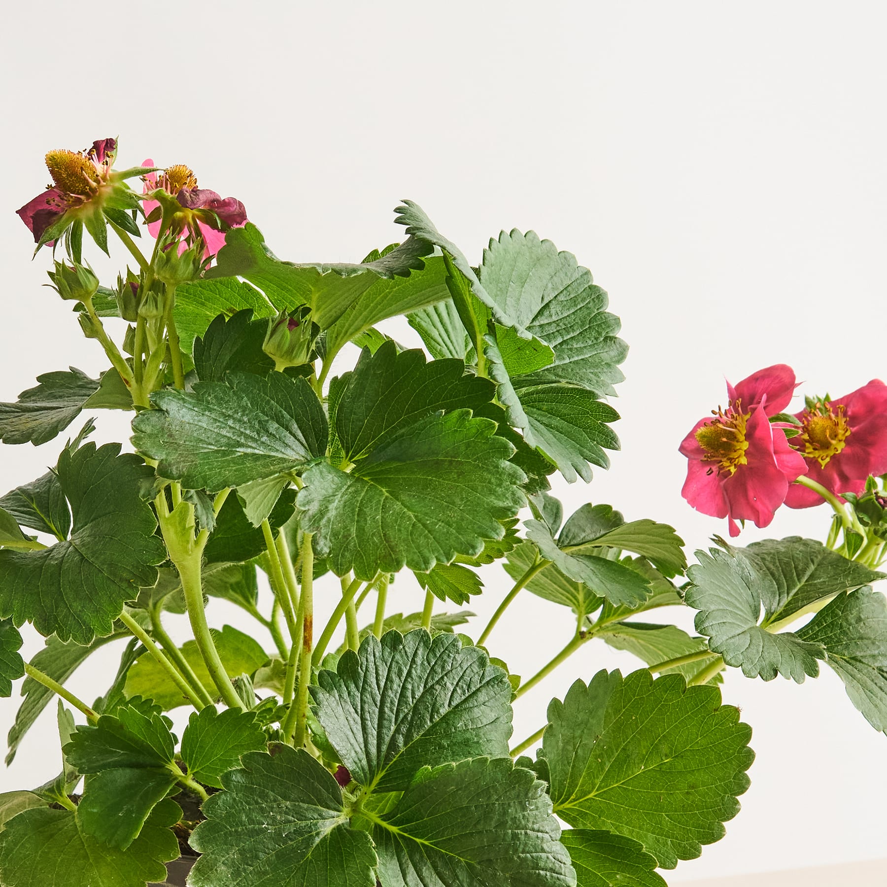 Leuchtend grüne Blätter und zartrosa Blüten einer Erdbeerpflanze vor einem schlichten weißen Hintergrund.
