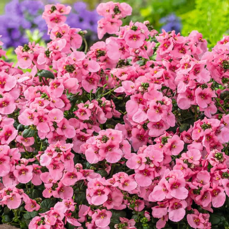 Eine leuchtende Pracht rosafarbener Blumen mit zarten Blütenblättern vor dem Hintergrund üppiger grüner Blätter.