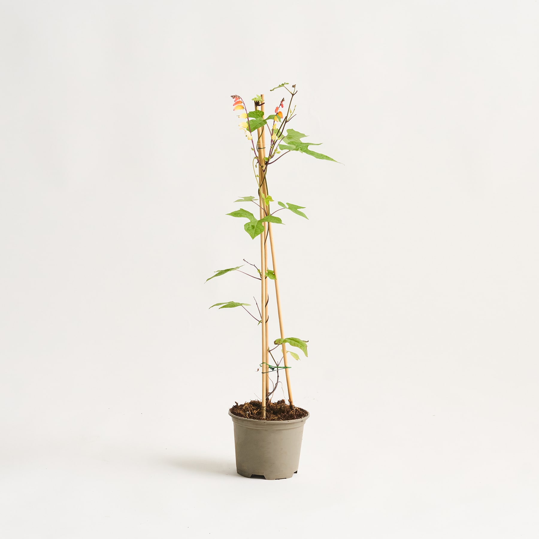 Eine kleine Topfpflanze mit grünen Blättern und roten Beeren steht auf einem schlichten weißen Hintergrund.
