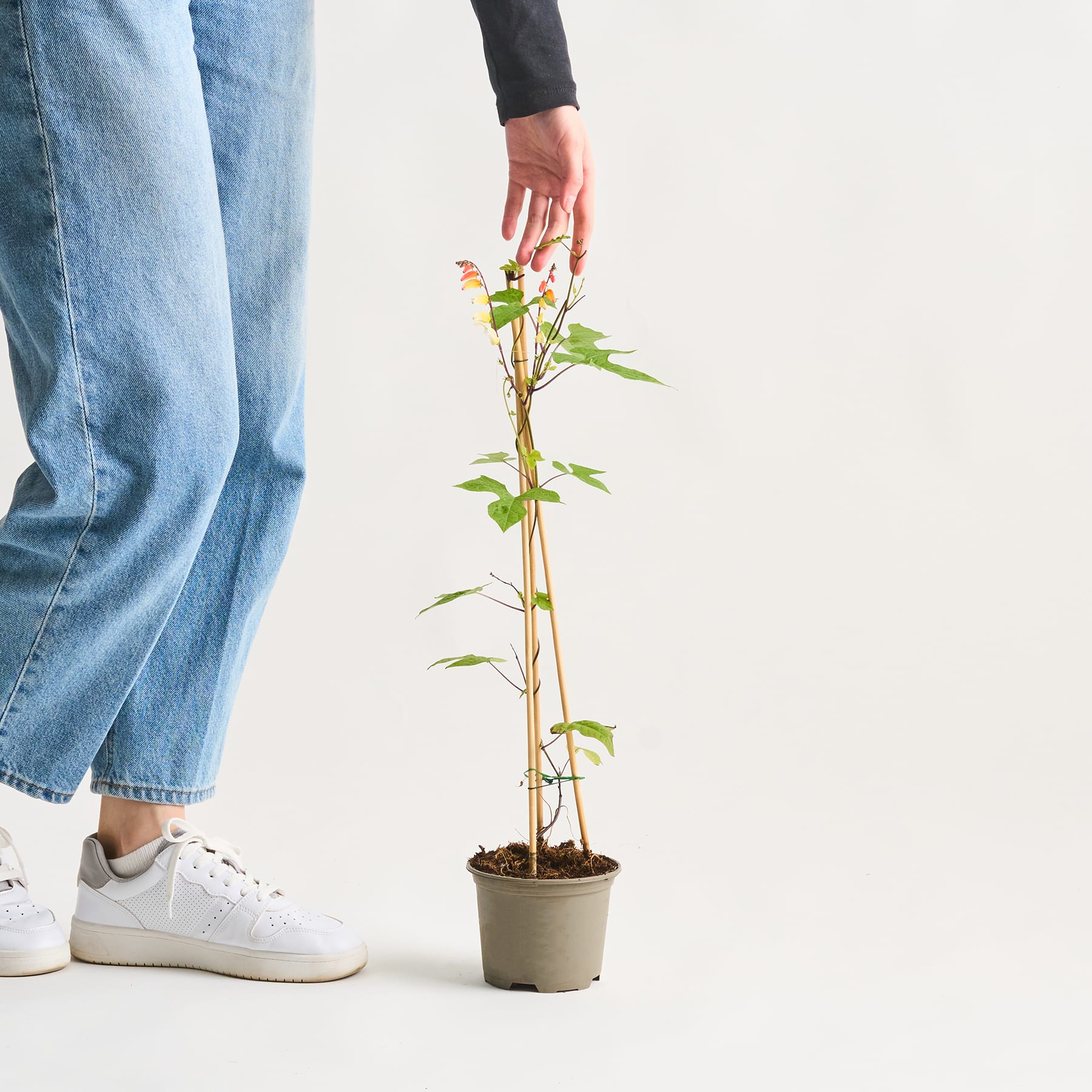 Die Hand einer Person hält sanft eine kleine Topfpflanze mit grünen Blättern und einer einzelnen Blüte vor einem schlichten weißen Hintergrund.