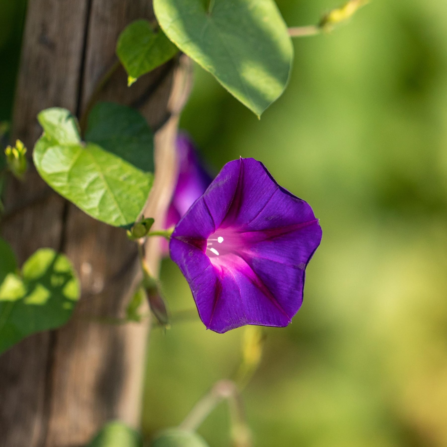 Vor dem Hintergrund üppiger grüner Blätter und einer verwitterten Holzoberfläche blüht eine leuchtend violette Prunkwinde.