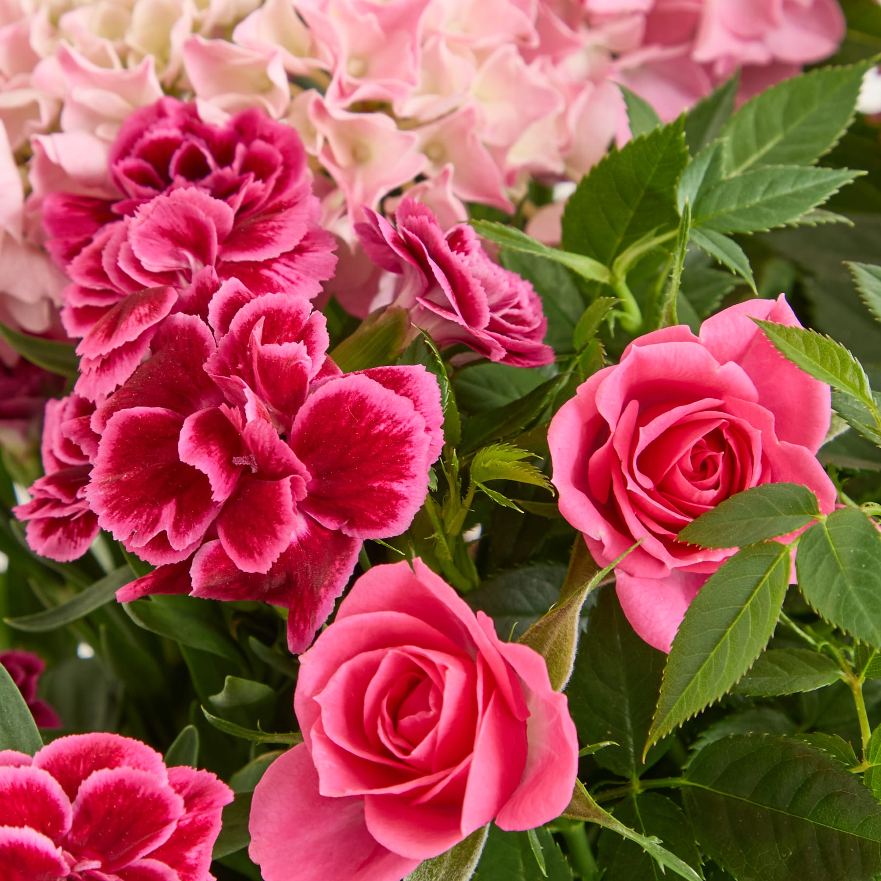 Ein lebendiger Strauß üppiger rosa Nelken und Rosen vor dem Hintergrund grüner Blätter.