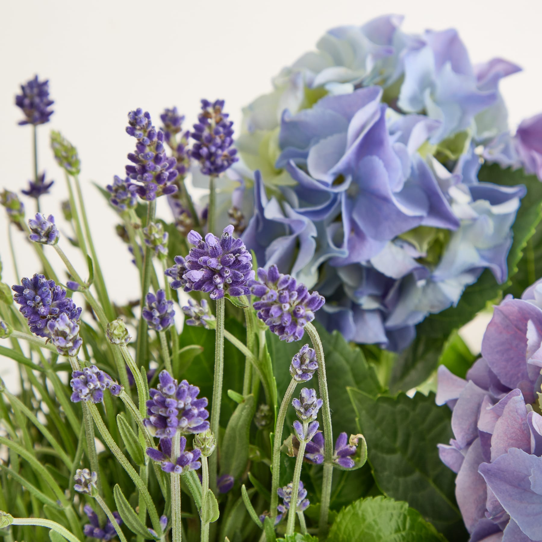 Eine lebendige Blütenpracht aus Lavendel und Hortensien, mit üppigem grünem Laub im Vordergrund und einem weichen, unscharfen Hintergrund.