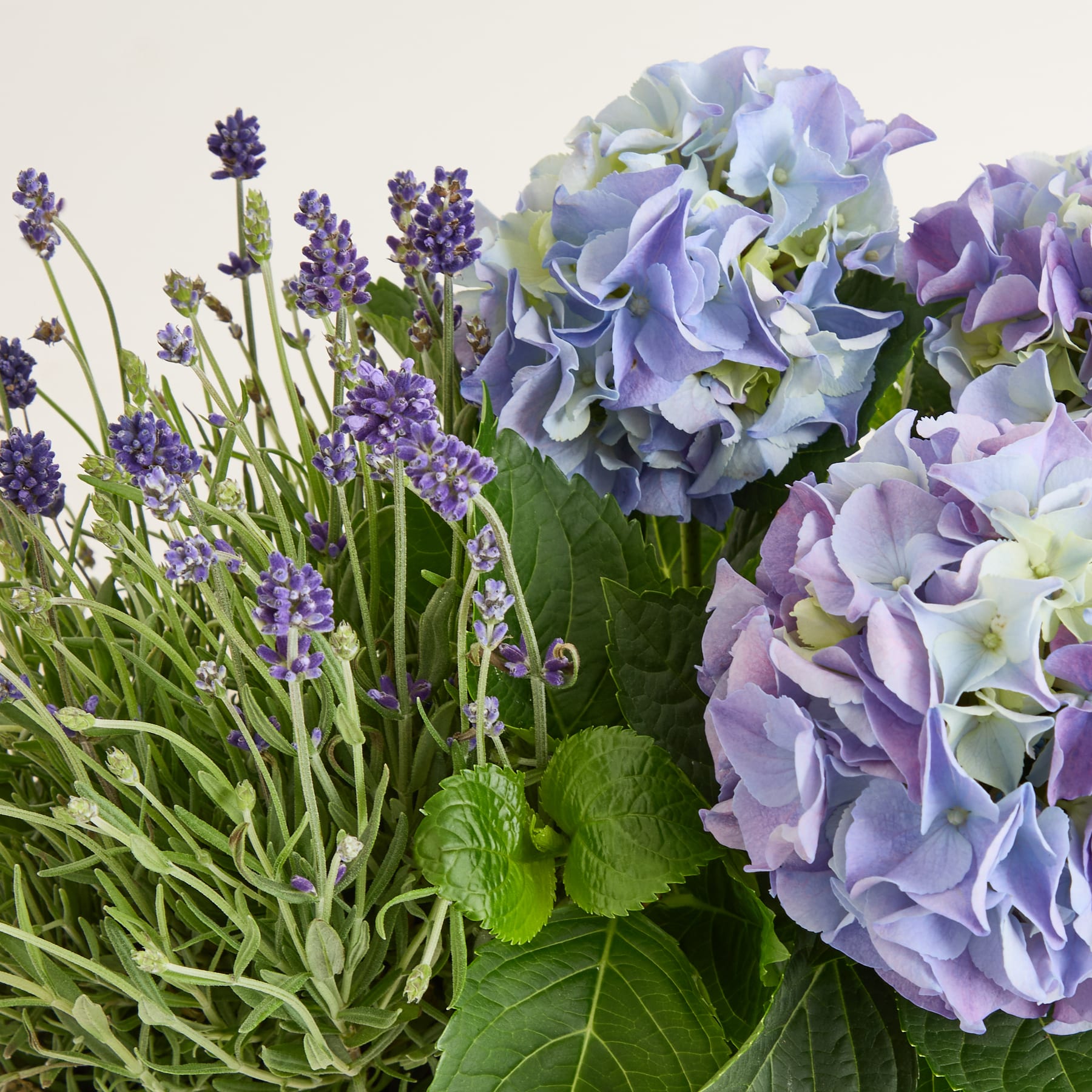 Ein lebendiger Strauß aus Lavendel- und Hortensienblüten vor einem hellen Hintergrund, der eine heitere und natürliche Komposition schafft.