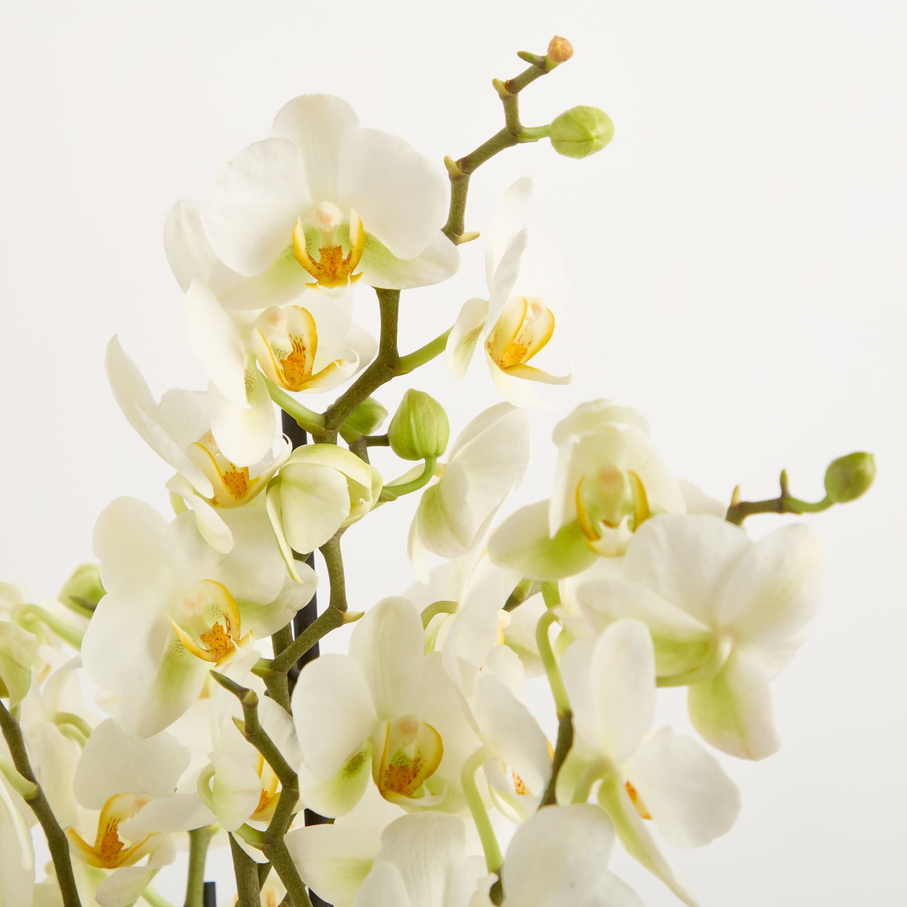 Zarte weiße Orchideenblüten blühen auf schlanken grünen Stielen vor einem schlichten weißen Hintergrund und schaffen eine ruhige und elegante Komposition.