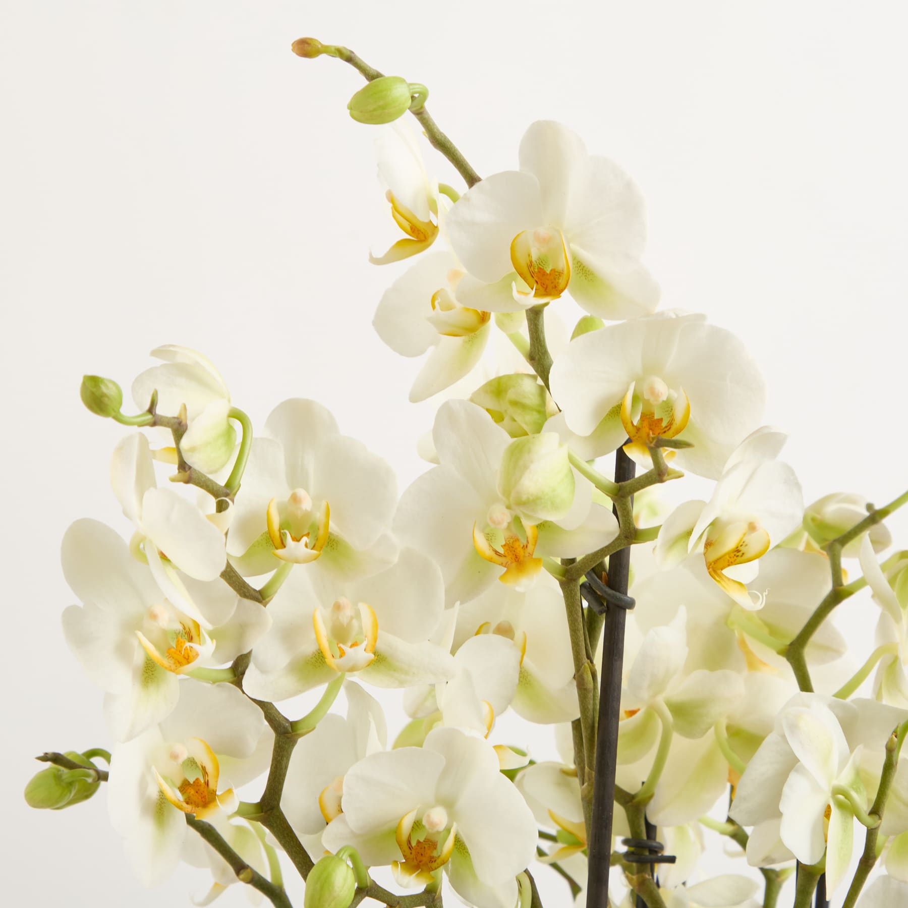 Wunderschöne weiße und gelbe Orchideenblüten blühen auf zarten Stielen vor einem schlichten weißen Hintergrund.