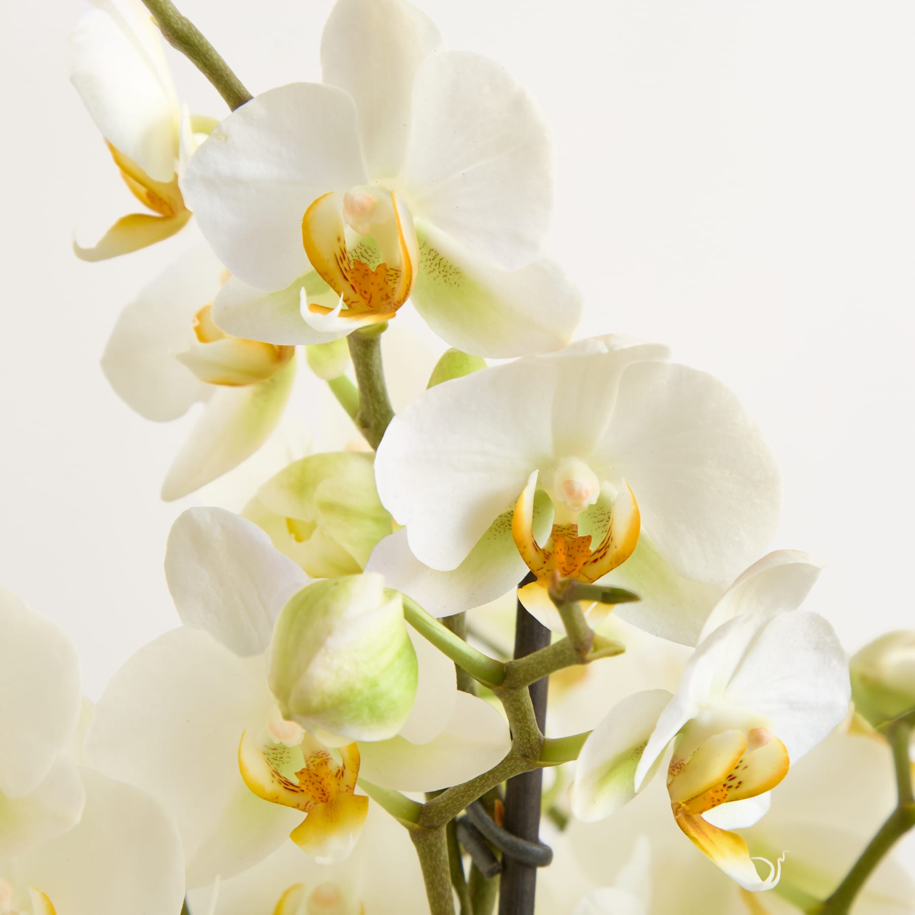 Zarte weiße Orchideenblüten mit leuchtend gelber Mitte heben sich von einem weichen, unscharfen Hintergrund ab.
