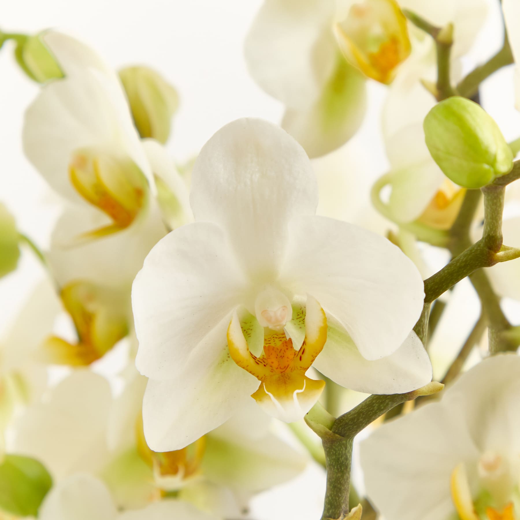 Zarte weiße Orchideenblüten mit leuchtend gelber Mitte heben sich von einem weichen, unscharfen Hintergrund ab.