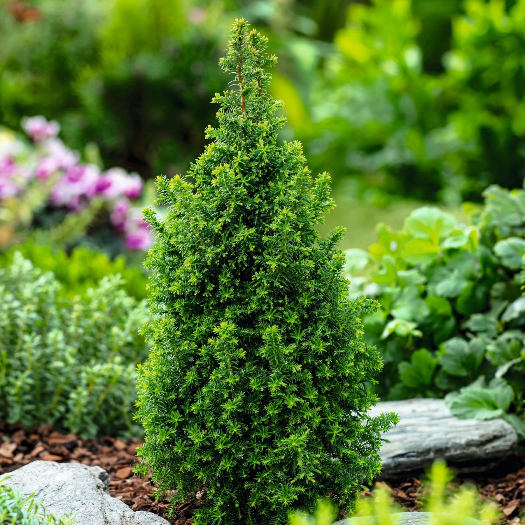 Ein üppiger, immergrüner Nadelstrauch oder kleiner Baum steht prominent im Vordergrund, umgeben von einer lebendigen, grünen Gartenlandschaft mit verschiedenen anderen Pflanzen und Blättern im Hintergrund.