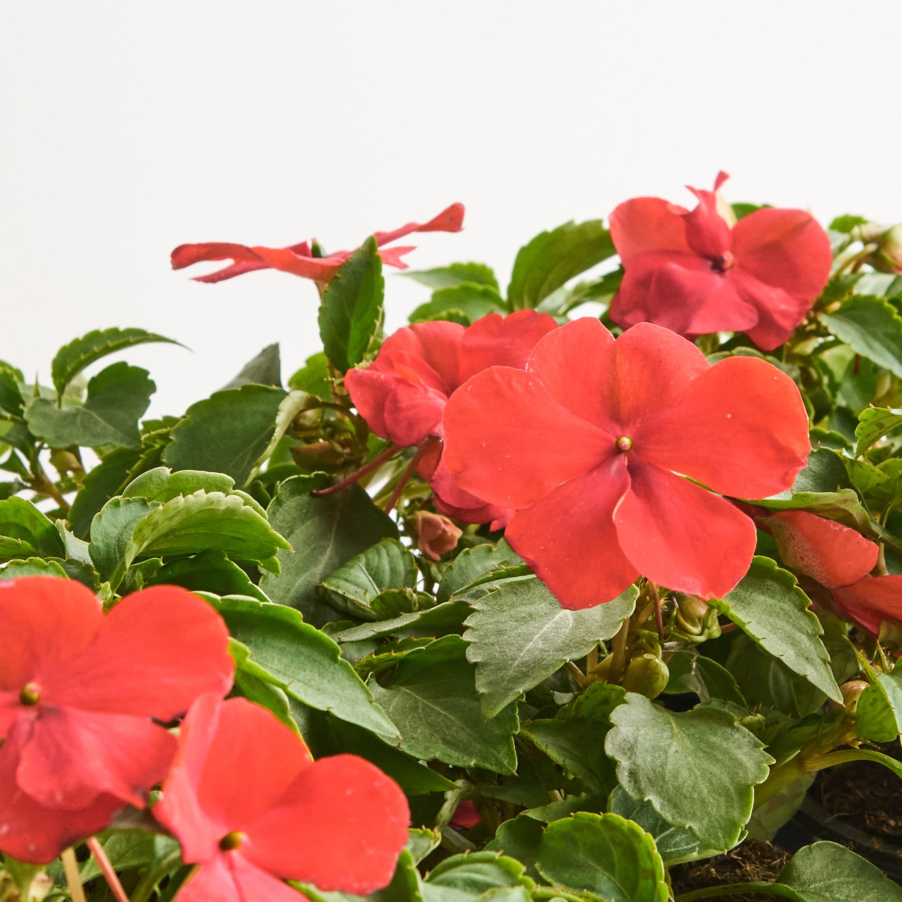 Leuchtend rote Impatiens-Blüten mit grünen Blättern vor einem schlichten weißen Hintergrund.