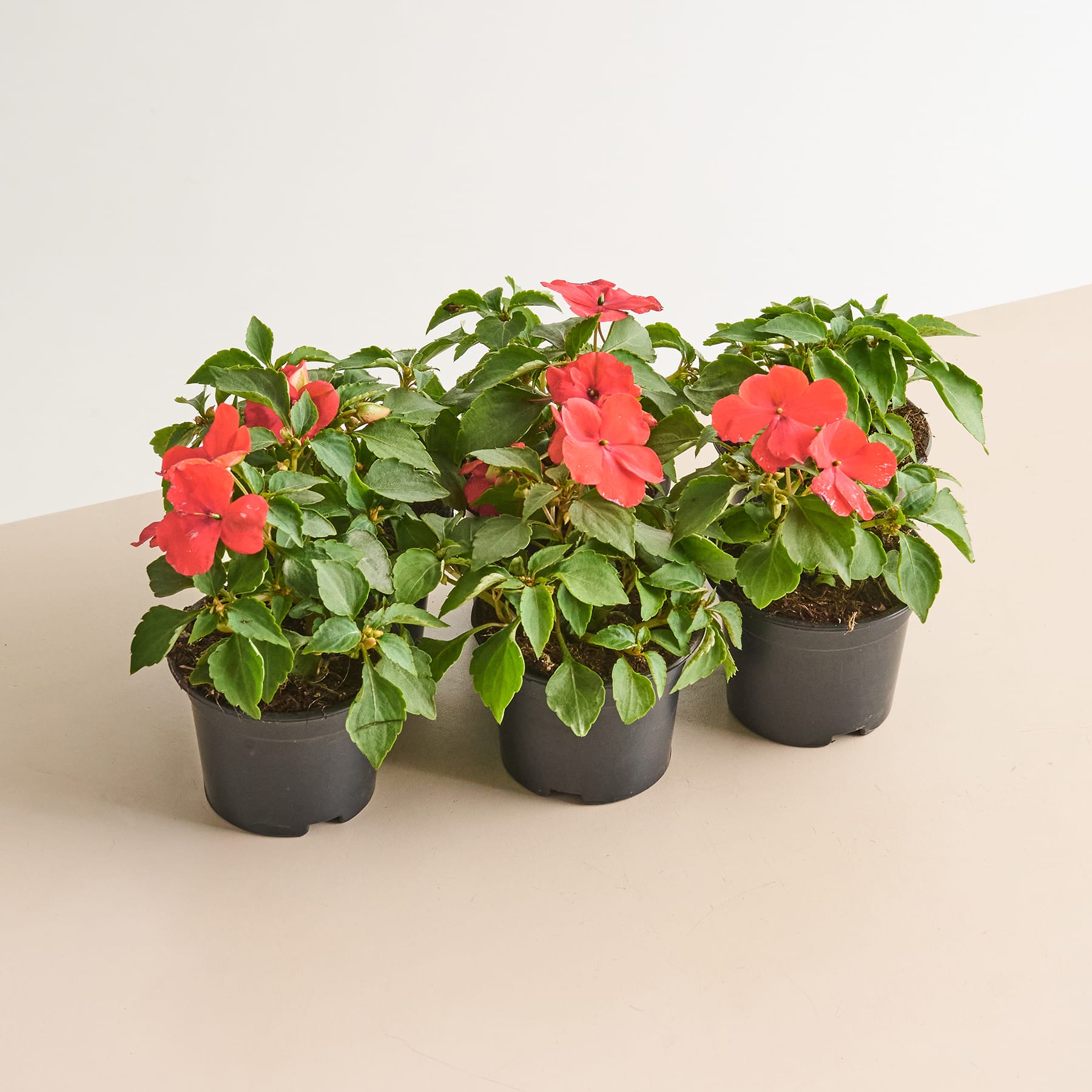 Drei Topfpflanzen mit leuchtend roten Blüten und grünen Blättern stehen auf einer hellen Oberfläche vor einem schlichten Hintergrund.