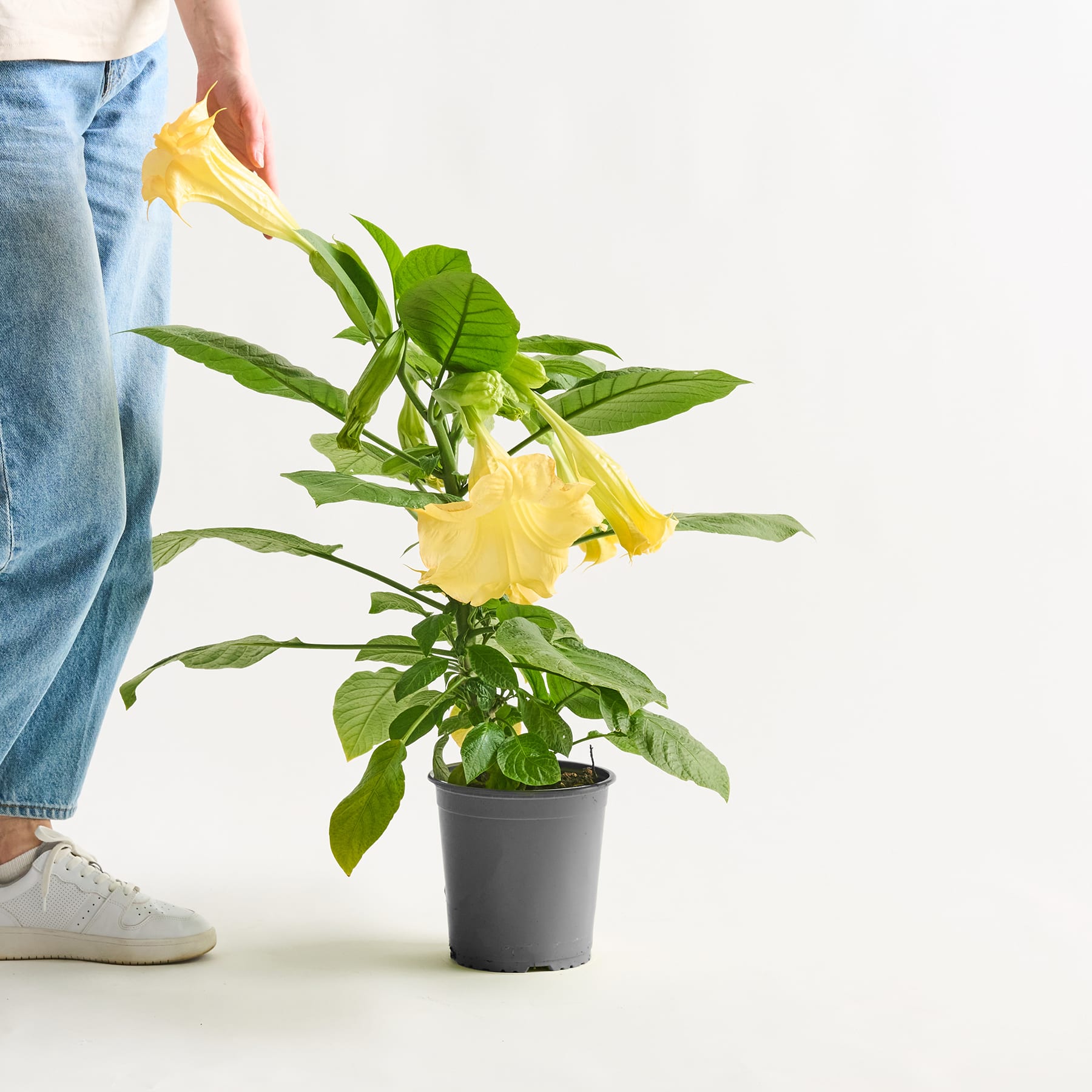 Im Vordergrund sind die Beine und Füße einer Person zu sehen, während in der Bildmitte eine Topfpflanze mit großen gelben Blüten und grünen Blättern prominent platziert ist.