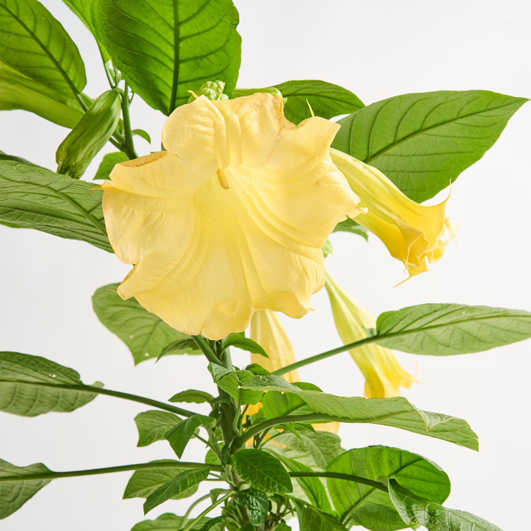 Eine leuchtend gelbe Hibiskusblüte in voller Blüte, umgeben von üppigen grünen Blättern vor einem schlichten weißen Hintergrund.