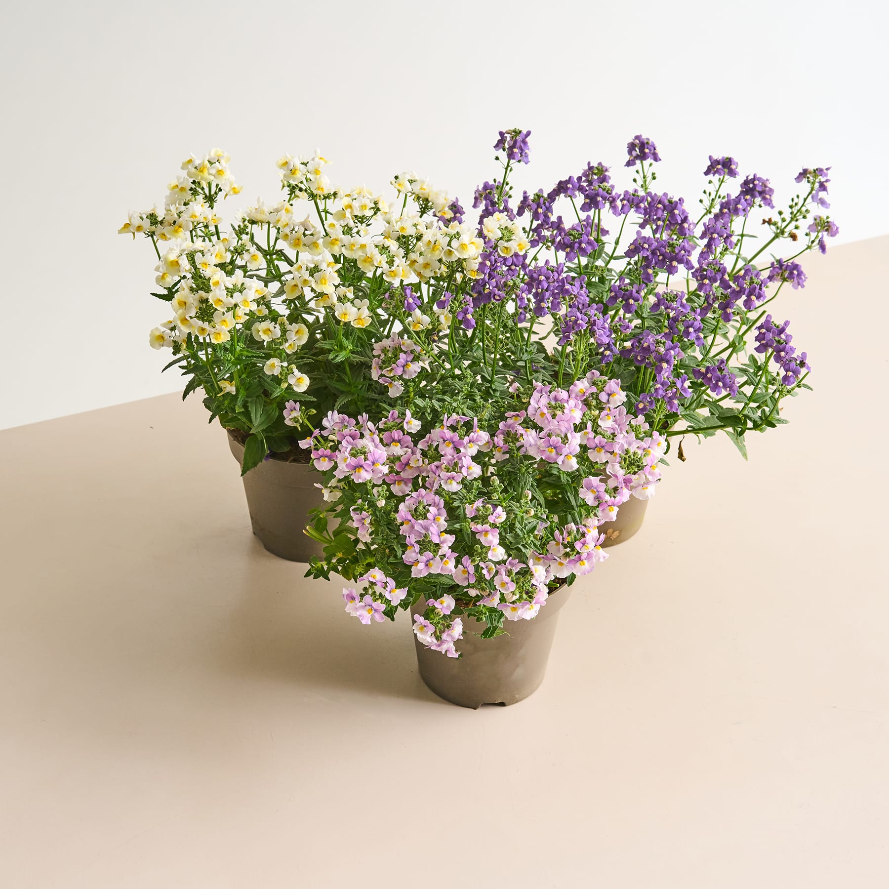 Ein lebendiges Arrangement aus verschiedenen bunten Blumen, darunter gelbe Gänseblümchen, violette glockenförmige Blumen und rosa Blüten, präsentiert in einem einfachen Keramiktopf auf einem schlichten Hintergrund.