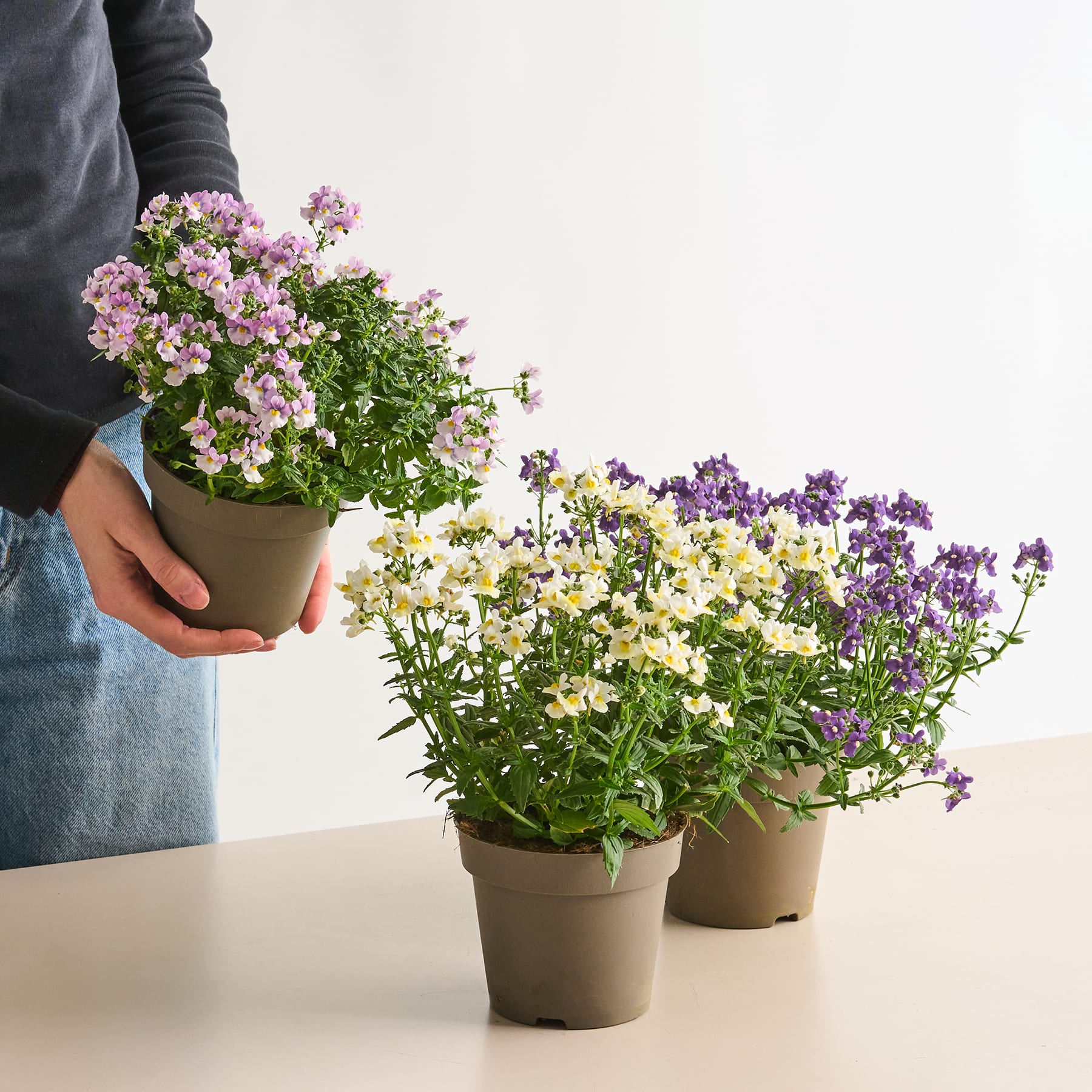 Das Bild zeigt mehrere blühende Topfpflanzen, darunter rosa, gelbe und violette Blumen, die auf einer weißen Fläche vor einem schlichten Hintergrund platziert sind.