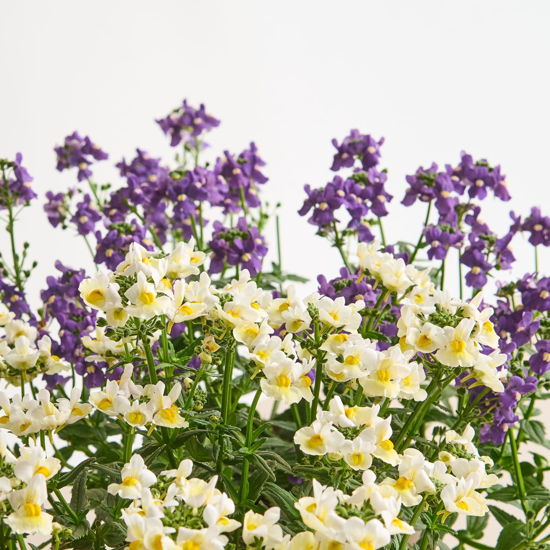 Ein lebendiger Garten voller zarter weißer und violetter Blumen, die eine wunderschöne und ruhige Naturszene schaffen.