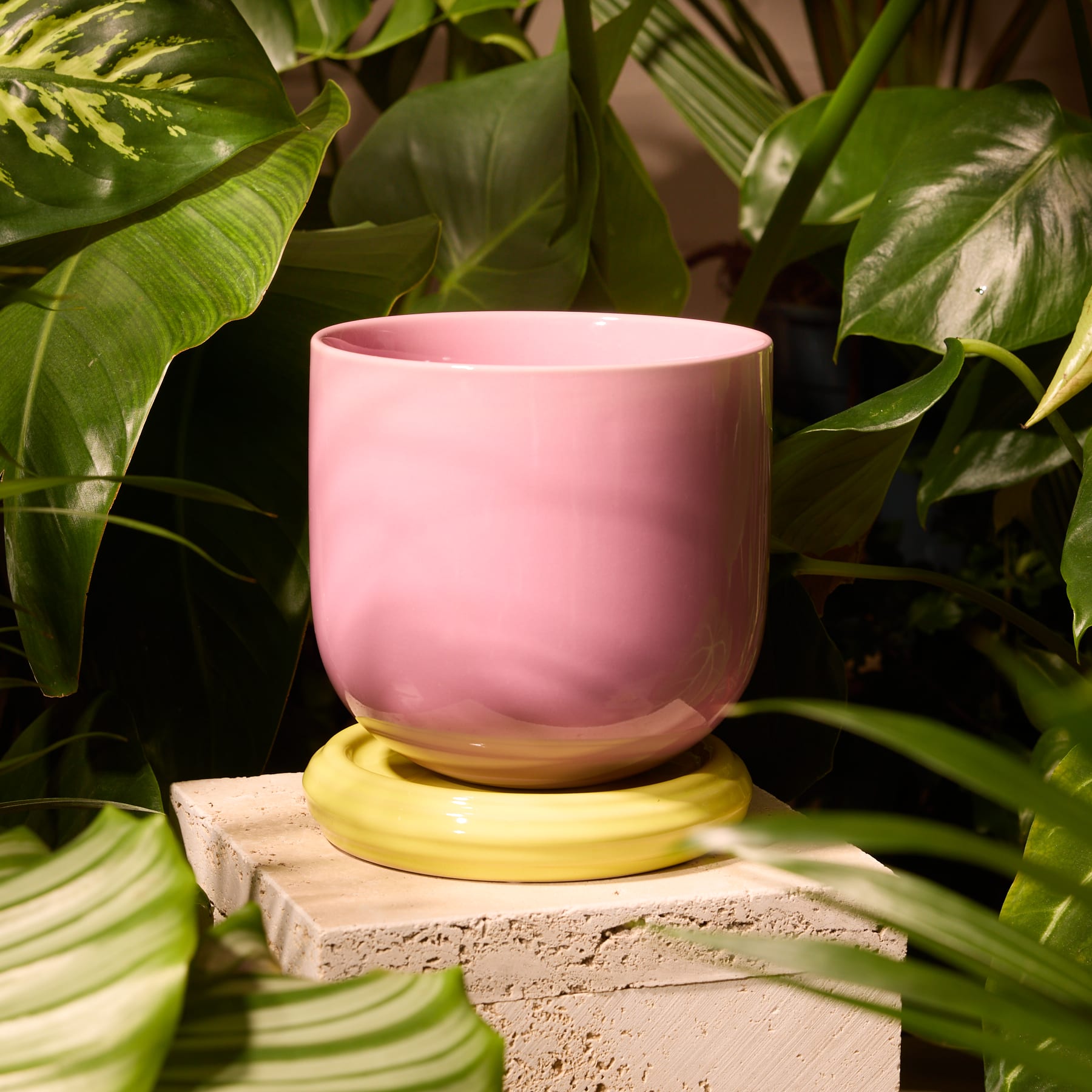 Ein leuchtend rosa und gelber Keramiktopf mit einer üppigen grünen Pflanze mit rosa und grünen Blättern vor einem schlichten weißen Hintergrund.