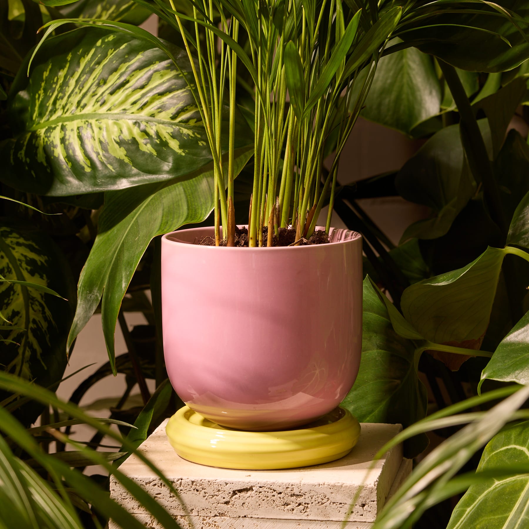 Ein rosafarbener Blumentopf oder Topf aus Keramik steht auf einem gelben Sockel und ist auf einer hellen Oberfläche vor einem schlichten weißen Hintergrund platziert.