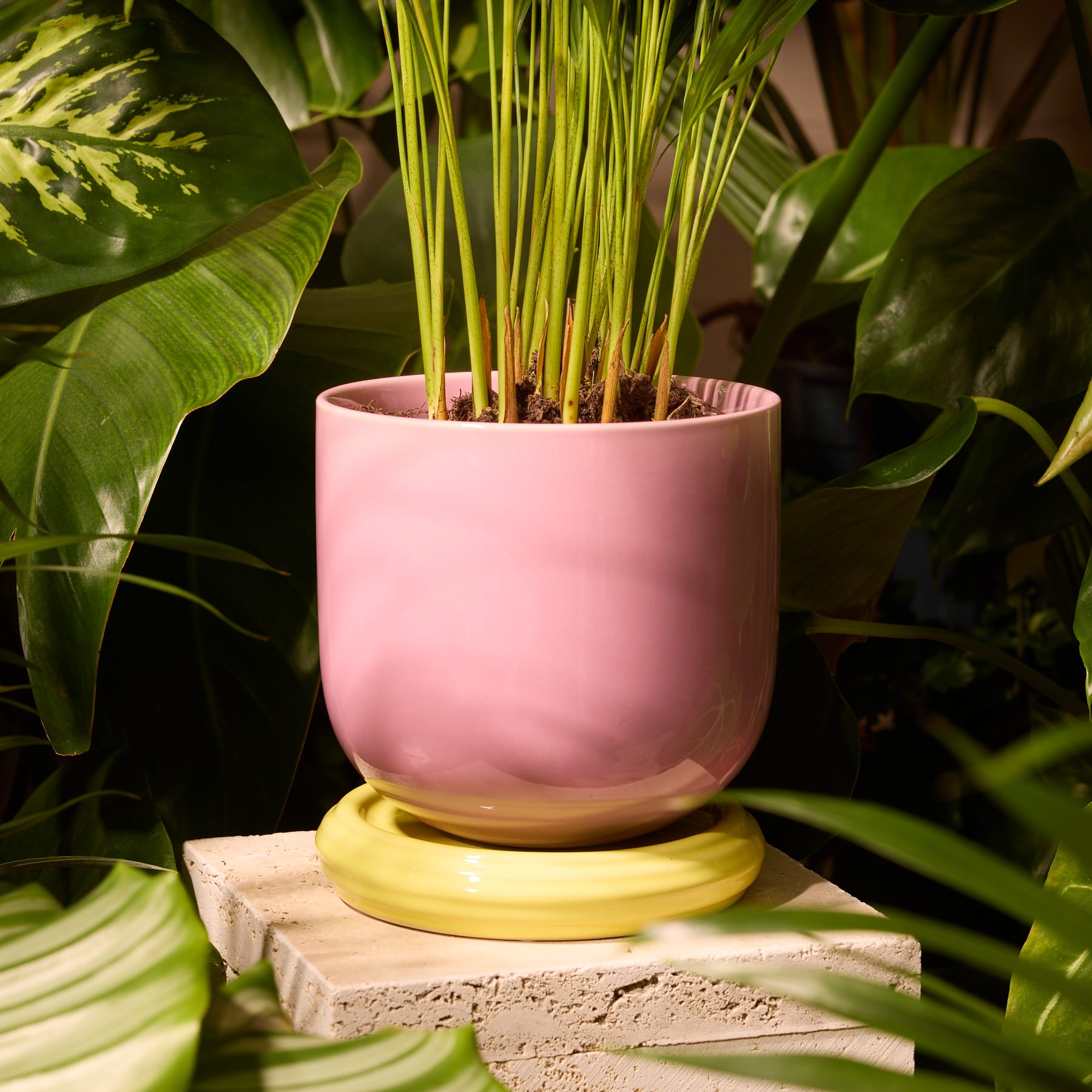 Eine rosa Keramikschale ruht auf einem gelben Keramiksockel vor einem schlichten weißen Hintergrund.