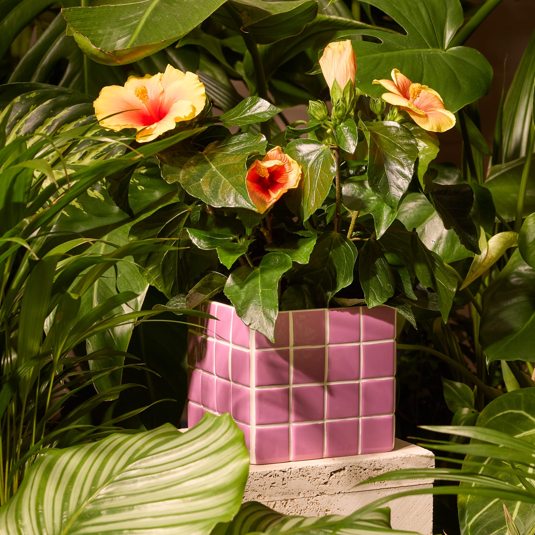 Ein quadratischer Keramikbehälter mit einem rosa-weißen Schachbrettmuster auf einem schlichten weißen Hintergrund.