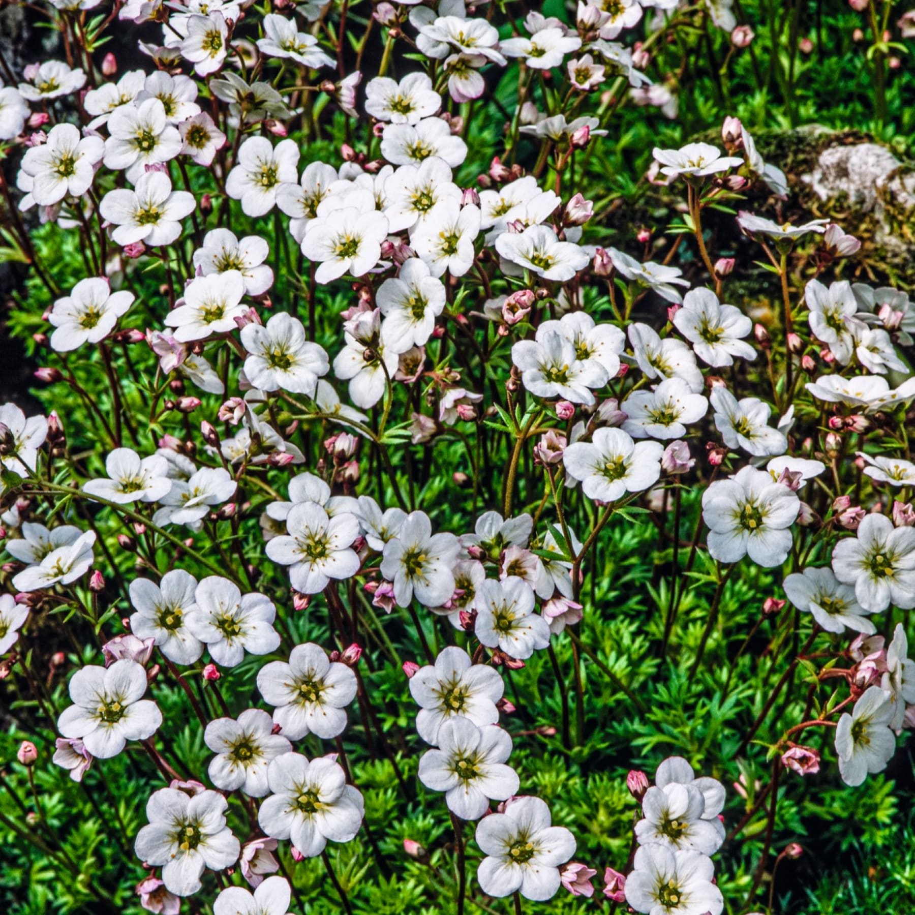 Ein üppiges, grünes Feld ist mit einer Fülle zarter, weißer Blumen bedeckt und schafft eine bezaubernde und heitere Naturszene.