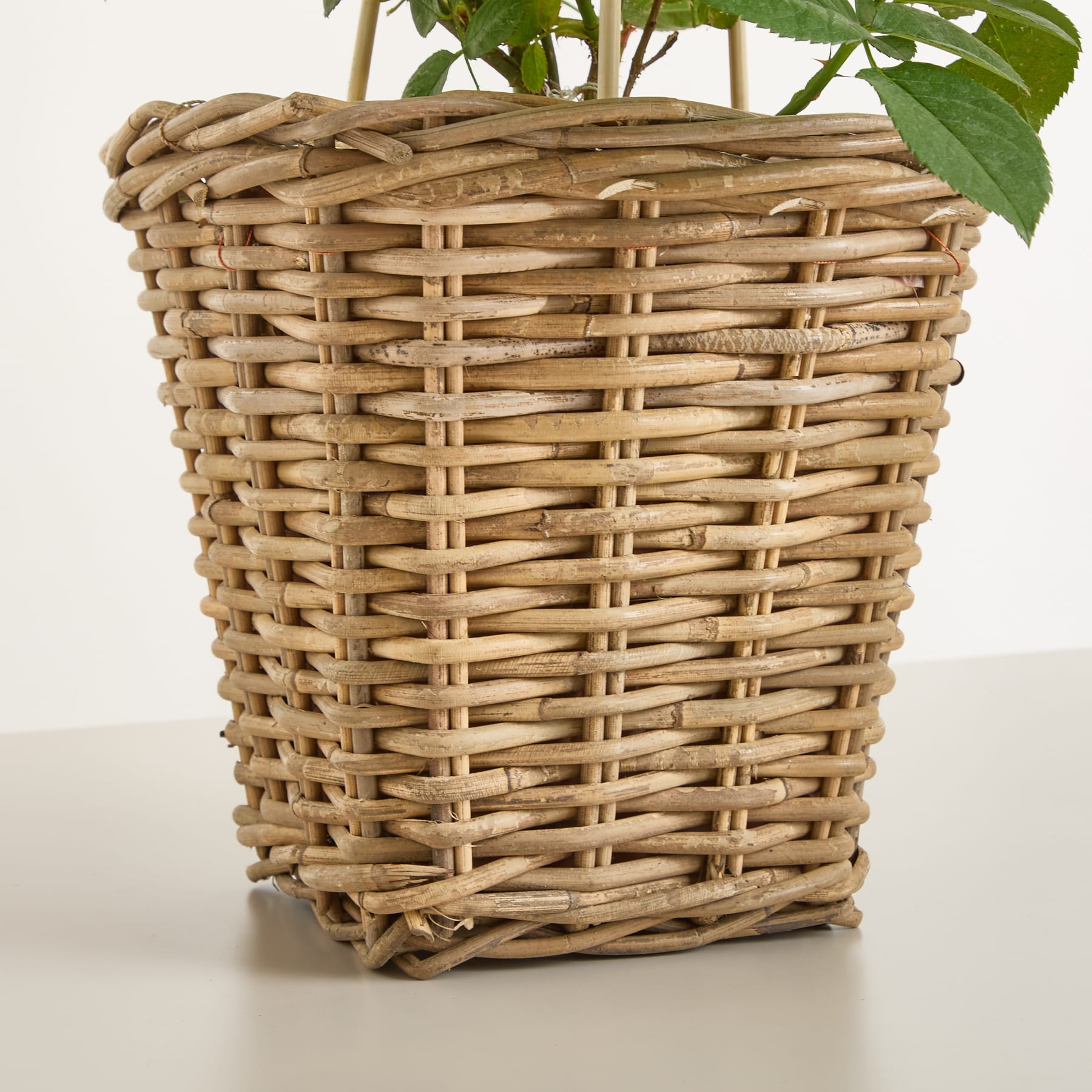 Eine üppige, grüne Pflanze mit kleinen rosa Knospen sitzt in einem geflochtenen Weidenkorb vor einem schlichten weißen Hintergrund.