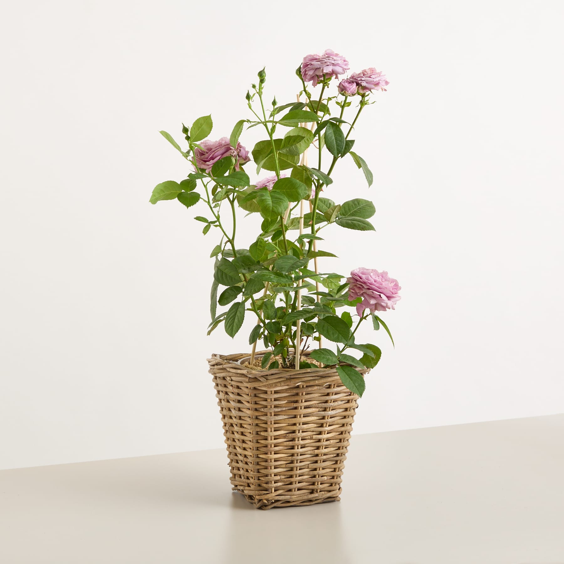 Ein Strauß leuchtend rosa Rosen in einem geflochtenen Weidenkorb vor einem schlichten weißen Hintergrund.