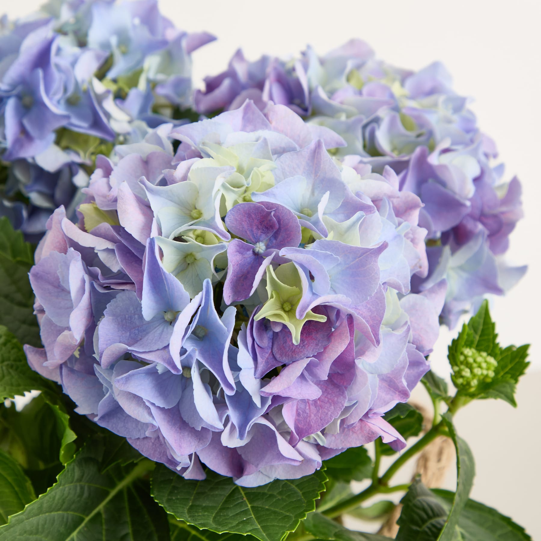 Ein geflochtener Korb gefüllt mit leuchtend violetten und blauen Hortensienblüten, begleitet von üppigem grünem Laub und zarten Lavendelzweigen, gehalten in den Händen einer unsichtbaren Person vor einem schlichten weißen Hintergrund.