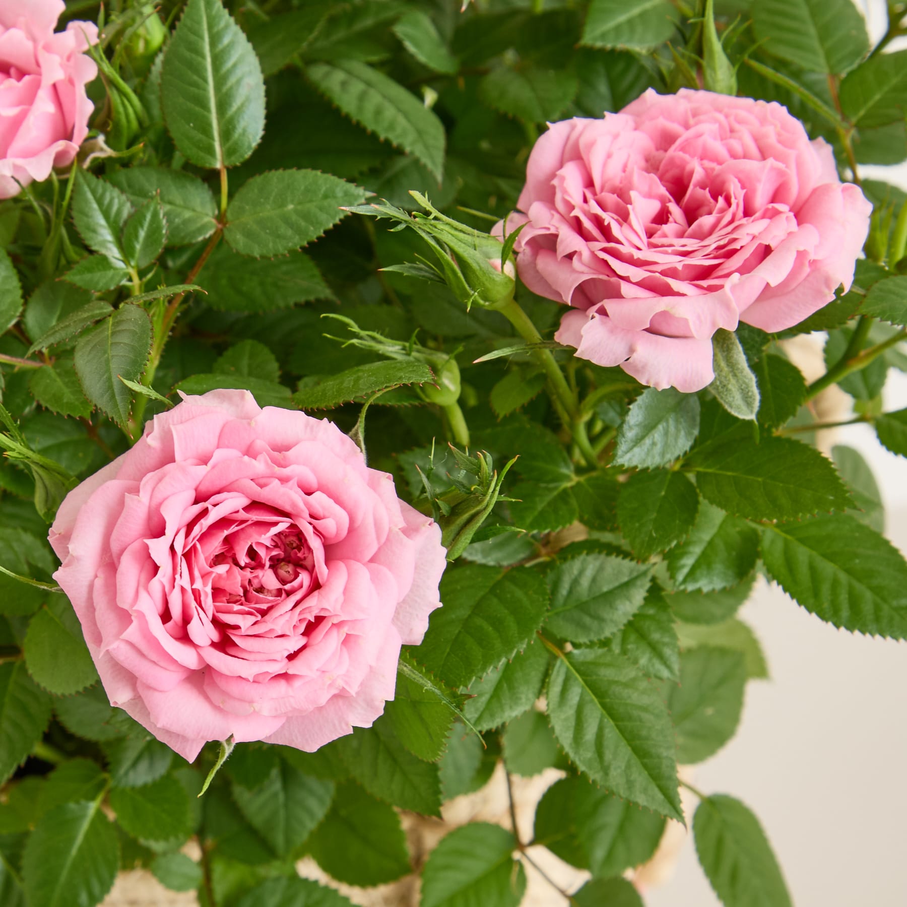 Ein geflochtener Korb, gefüllt mit einem farbenfrohen Arrangement aus rosa Rosen und lila Lavendelblüten, steht auf einer hellen Oberfläche vor einem schlichten Hintergrund.