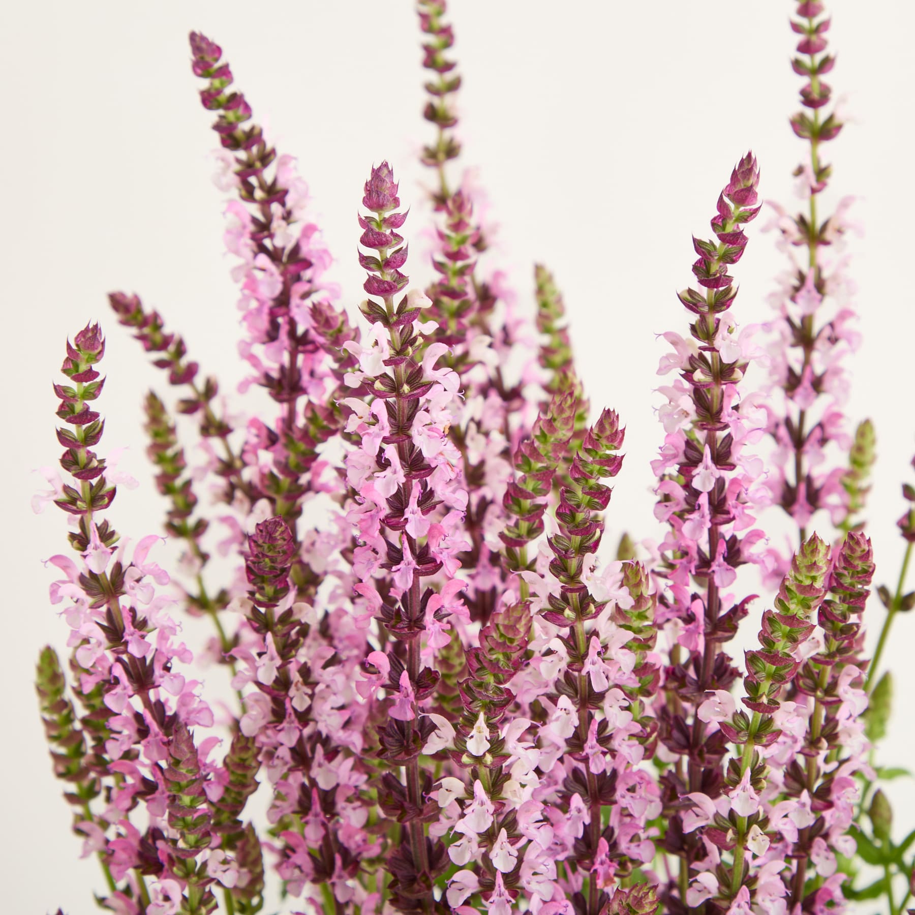 Leuchtend violette Blüten mit grünem Laub vor einem schlichten Hintergrund.