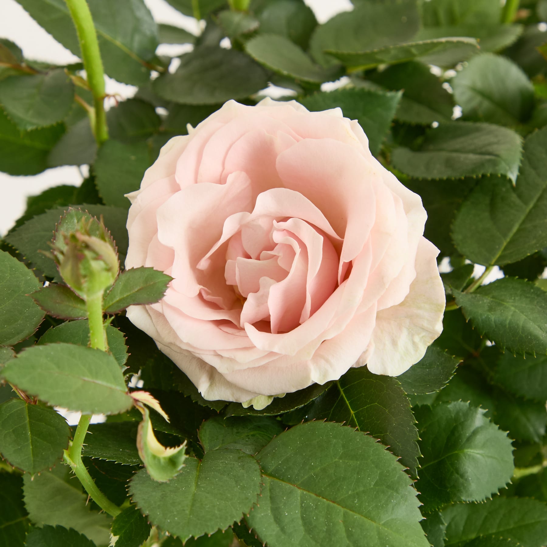 Zarte rosa Rosen mit üppigem grünem Laub vor einem sanften blauen Hintergrund.