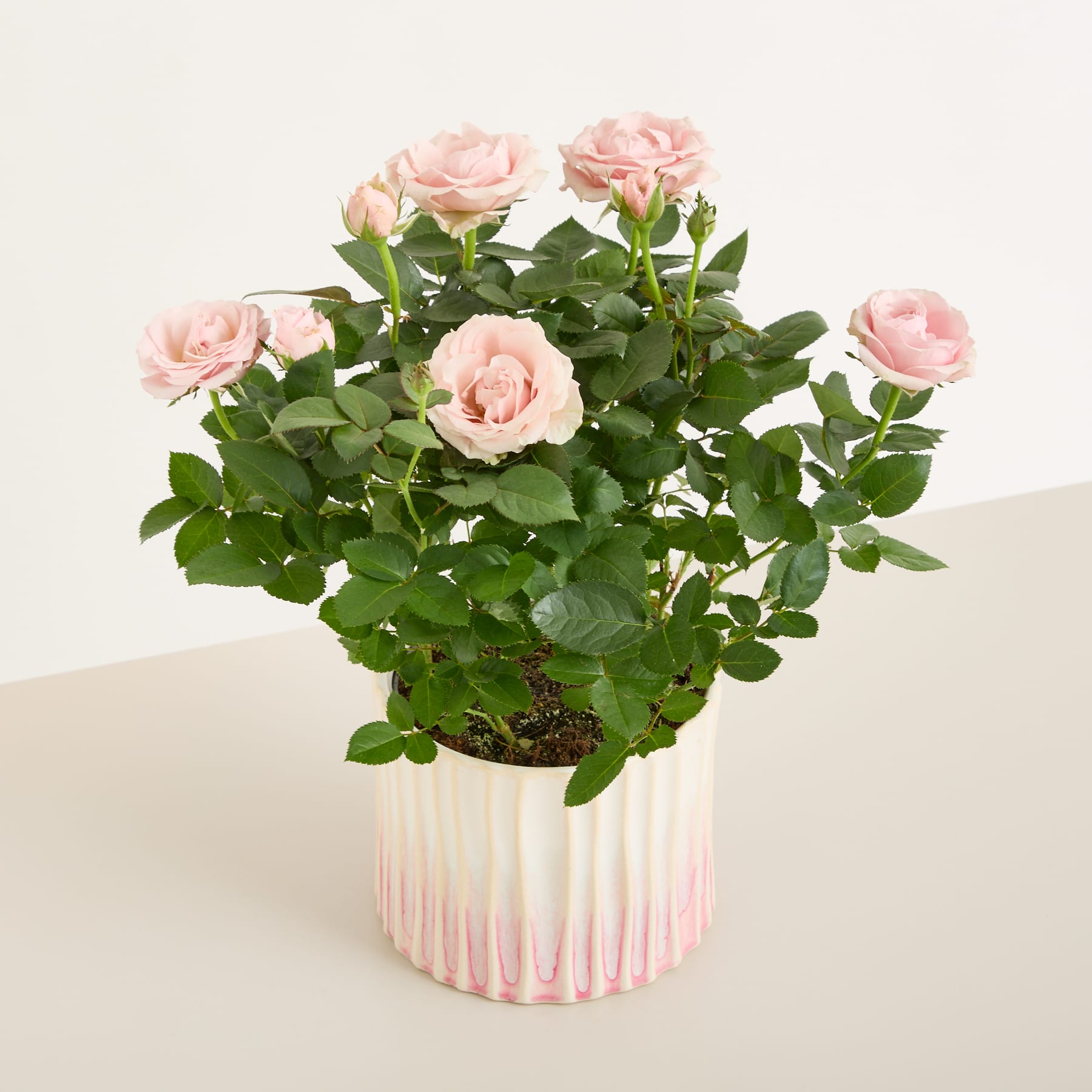 Ein Strauß zartrosa Rosen steht in einem dekorativen weiß-rosa Keramiktopf vor einem hellblauen Hintergrund.